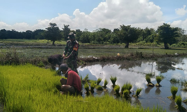 Babinsa Koramil 01 Lewa Turun Kesawah Bantu Petani Cabut Bibit Padi