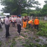 Langkah Cepat Personil Sat Samapta dan Polsek Kesambi Evakuasi Pohon Tumbang