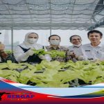 Dongkrak Hasil Produksi Petani, Pemkab Karawang Dorong Swasembada Sayuran