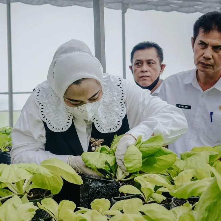 Dongkrak Hasil Produksi Petani, Pemkab Karawang Dorong Swasembada Sayuran