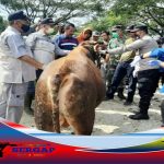 Kapolsek Glenmore Polresta Banyuwangi dan Dinas Pertanian Pangan Bidang Kesehatan Hewan Sosialisasi PMK di Pasar Glenmore