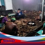 Usaha Kecil Pengupas Kelapa Kopra Di Perumahan Alghoni Banyuasin