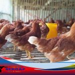 Ayam Merah di Sembawa Banyuasin Merambat Naik Menjelang Idul Adha