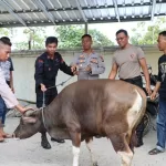 Berbagai di Hari Raya Idul Adha 1444 H, Tahun 2023 M Polres Bima Salurkan 20 Ekor Sapi Qurban