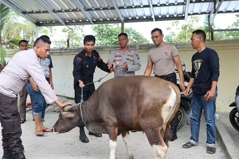 Berbagai di Hari Raya Idul Adha 1444 H, Tahun 2023 M Polres Bima Salurkan 20 Ekor Sapi Qurban