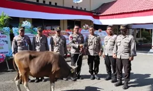 Berbagai di Hari Raya Idul Adha 1444 H, Tahun 2023 M Polres Bima Salurkan 20 Ekor Sapi Qurban