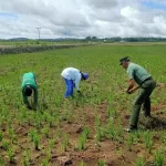 Tingkatkan Hasil Pertanian, Babinsa Koramil 03/Katikutana Serka Suherman Komsos Dengan Petani Di Desa Binaan