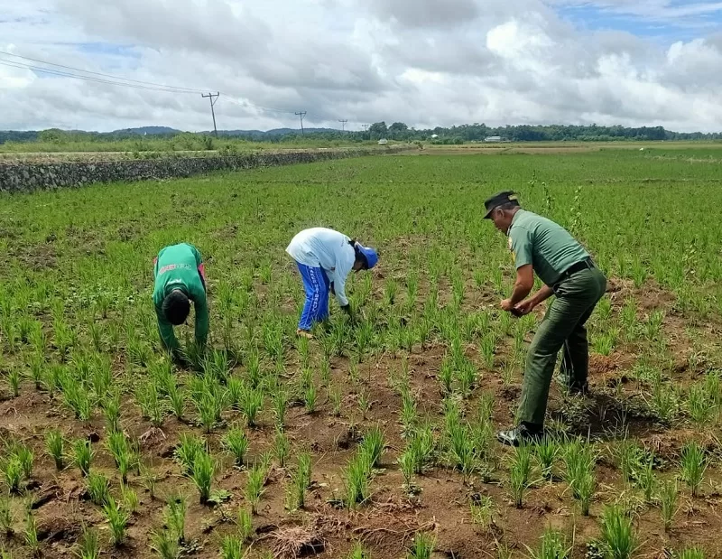 Tingkatkan Hasil Pertanian, Babinsa Koramil 03/Katikutana Serka Suherman Komsos Dengan Petani Di Desa Binaan