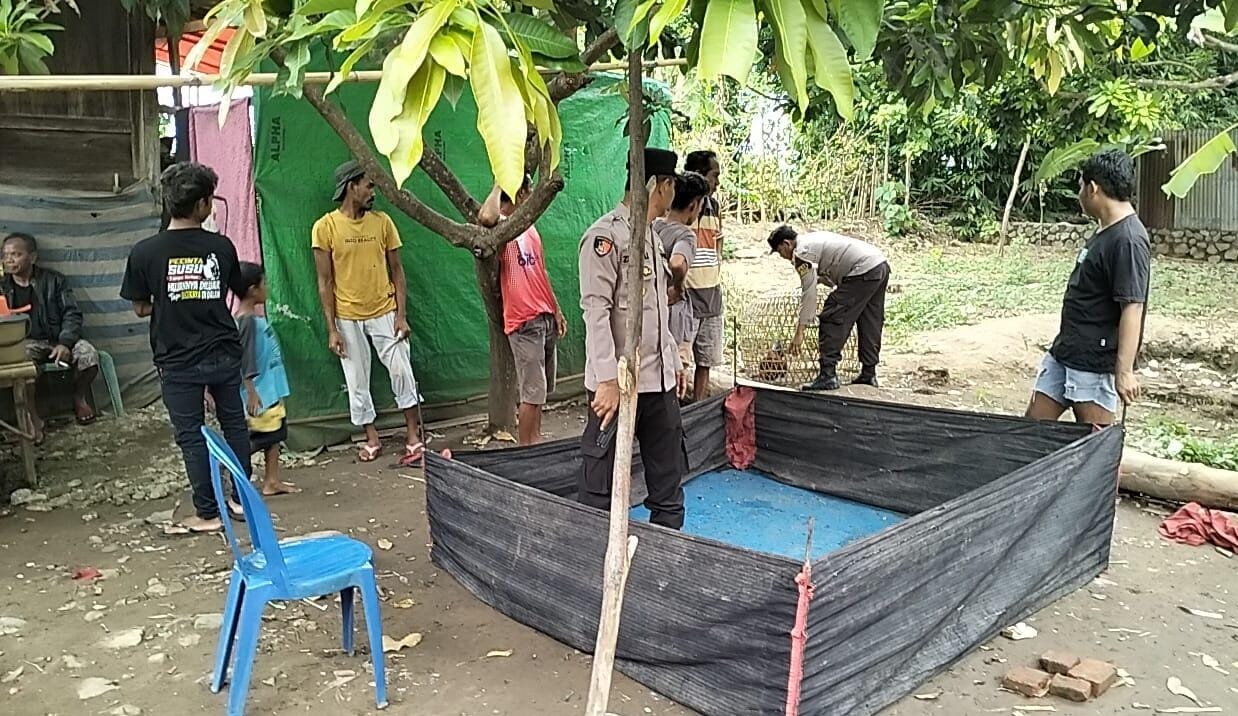 Grebek Judi Sabung Ayam, Polsek Belo Amankan 3 Ekor Ayam, Para Pelaku Lari Tunggang Langgang,