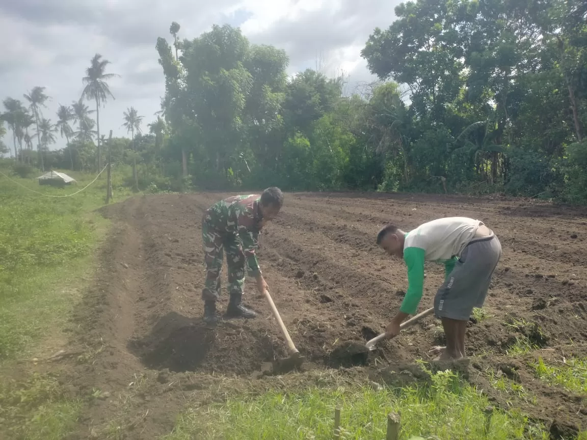 Babinsa Koramil 05/Kota Waingapu Lakukan Pendampingan Ketahanan Pangan