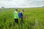 Dukung Keberhasilan Petani Babinsa Koramil 1613-03/Katikutana Bantu Semprot Padi Petani Binaan