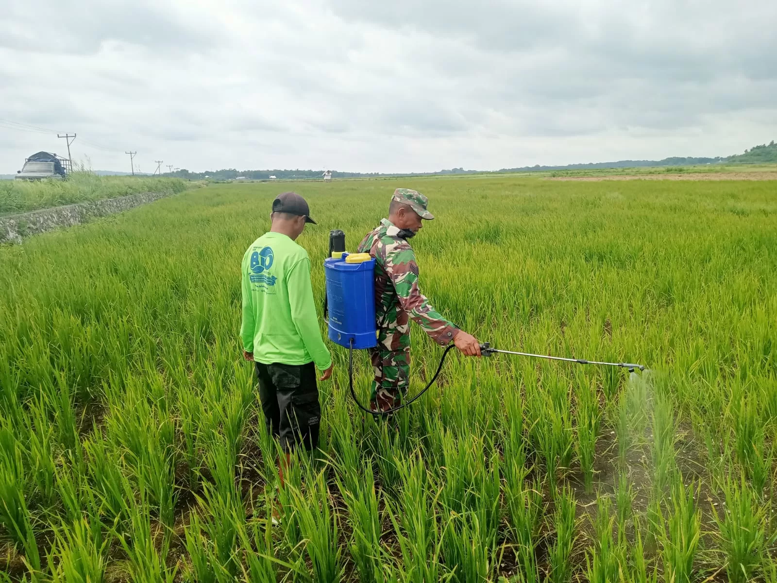 Dukung Keberhasilan Petani Babinsa Koramil 1613-03/Katikutana Bantu Semprot Padi Petani Binaan