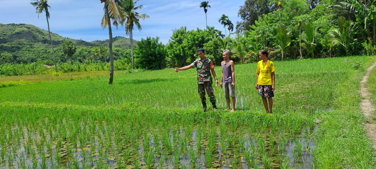 Melalui Komsos, Babinsa Serda Junus Ratu Berikan Motivasi Kepada Petani Di Wilayah Binaan