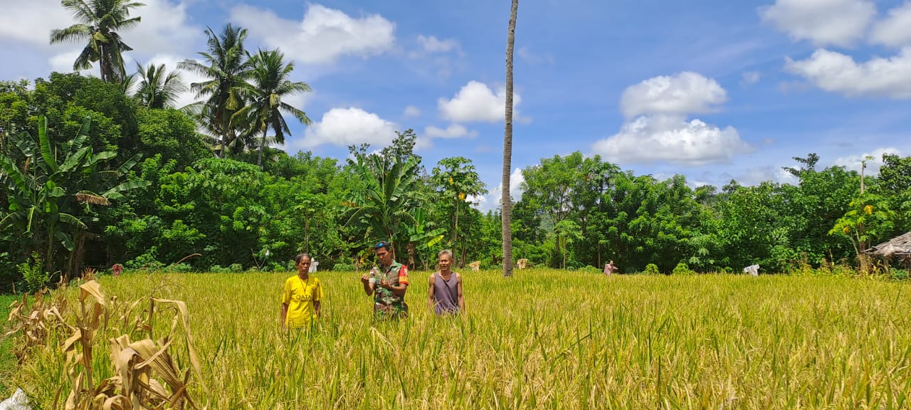 Melalui Komsos, Babinsa Serda Junus Ratu Berikan Motivasi Kepada Petani Di Wilayah Binaan