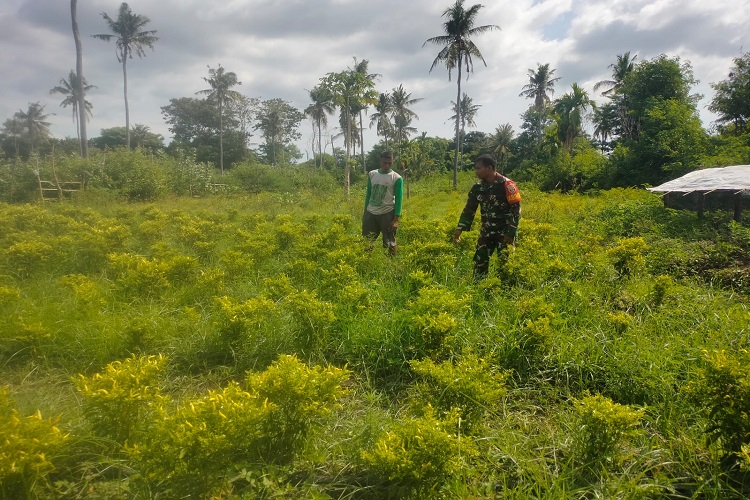 Babinsa Koramil 05/Kota Waingapu Beri Motivasi Kepada Petani Cabai Di Wilayah Binaan
