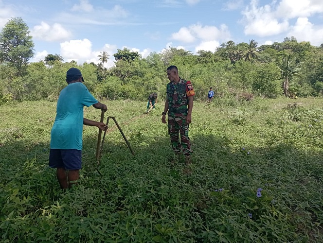 Babinsa Koramil 05/Kota Waingapu Bantu Petani Tingkatkan Produksi Pertanian