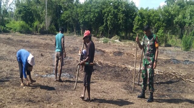 Jaga Ketahanan Pangan, Babinsa Koramil 01/Lewa Bersama Petani Tanam Jagung