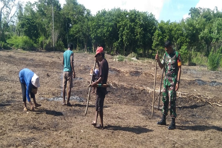 Jaga Ketahanan Pangan, Babinsa Koramil 01/Lewa Bersama Petani Tanam Jagung