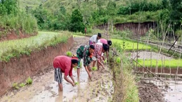 Wujudkan TNI Manunggal, Babinsa Serda Amos Luta Bantu Petani Tanam Padi