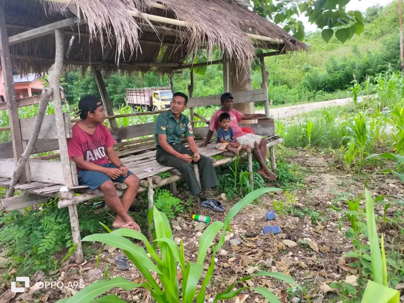 Jaga Ketahanan Pangan, Babinsa Sertu Ketut Pastika Tinjau Perkembangan Tanaman Jagung Milik Warga Binaan Jaga Ketahanan Pangan, Babinsa Sertu Ketut Pastika Tinjau Perkembangan Tanaman Jagung Milik Warga Binaan