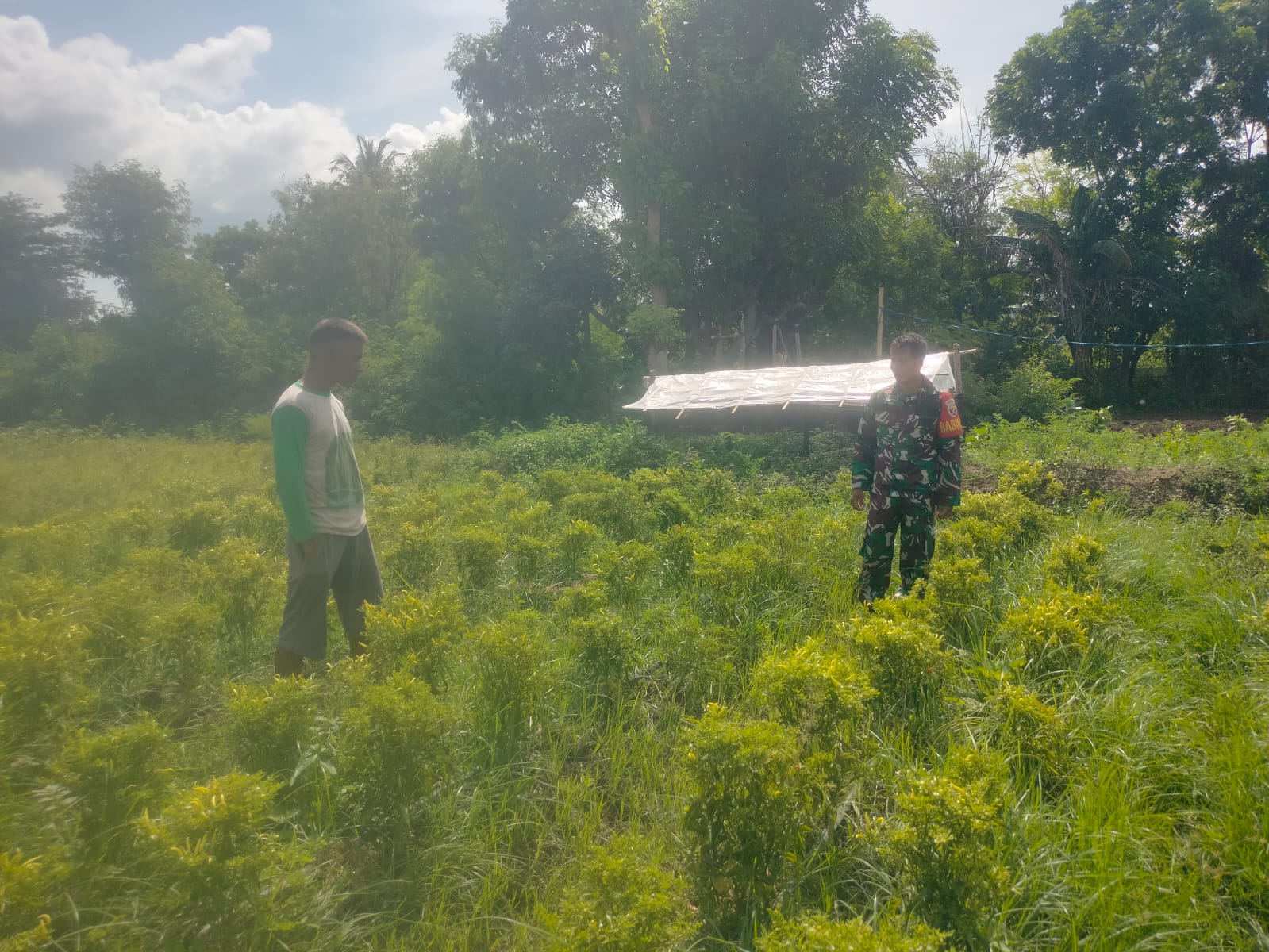 Babinsa Koramil 05/Kota Waingapu Beri Motivasi Kepada Petani Cabai Di Wilayah Binaan
