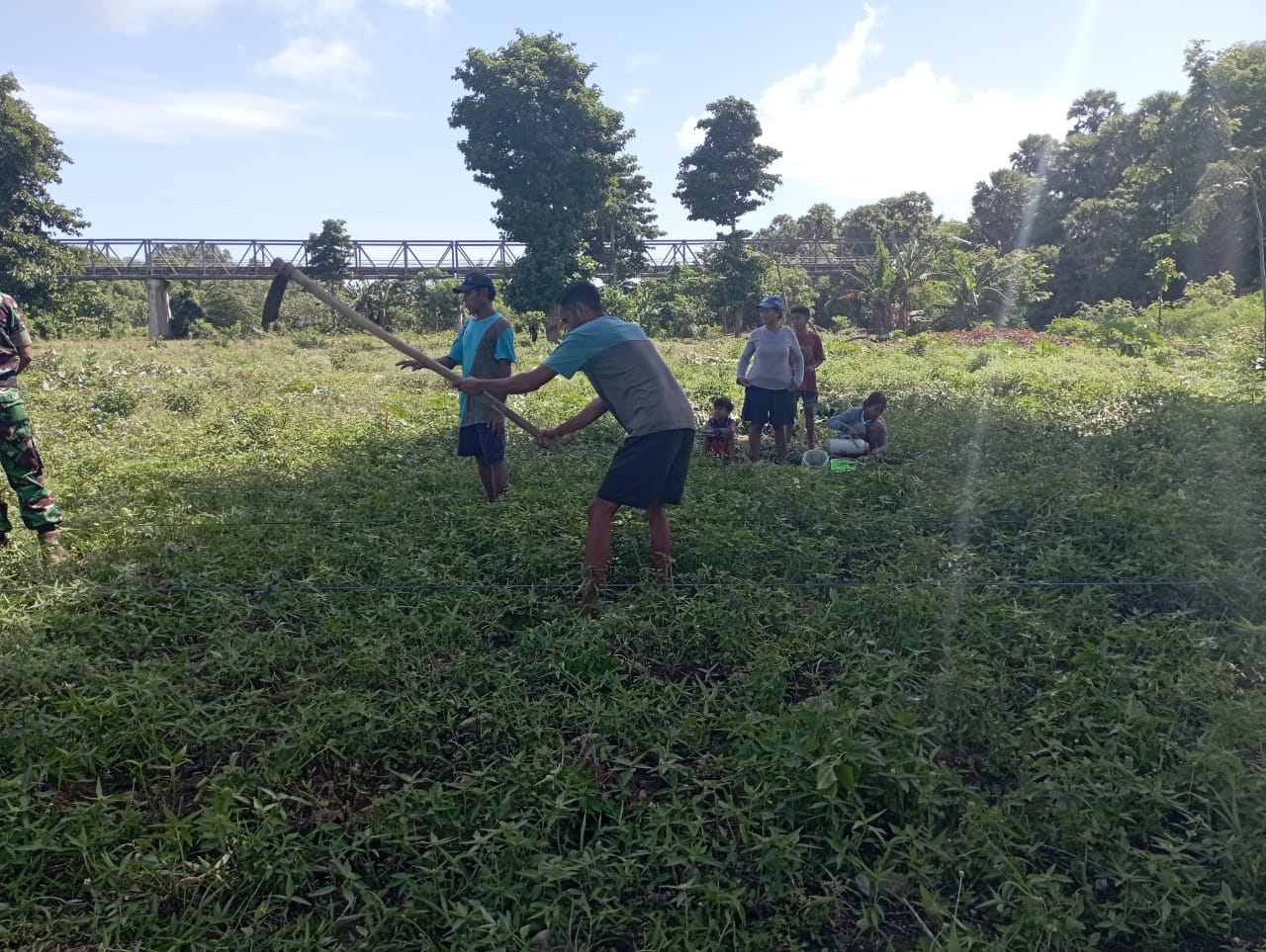 Babinsa Koramil 05/Kota Waingapu Bantu Petani Tingkatkan Produksi Pertanian