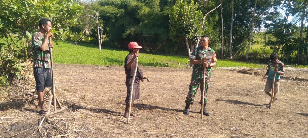 Jaga Ketahanan Pangan, Babinsa Koramil 01/Lewa Bersama Petani Tanam Jagung