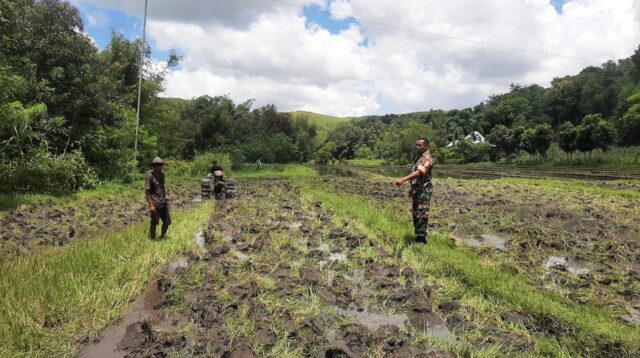 Babinsa Koramil 01/Lewa Dampingi Petani Melakukan Pengolahan Lahan Sawah Pertanian