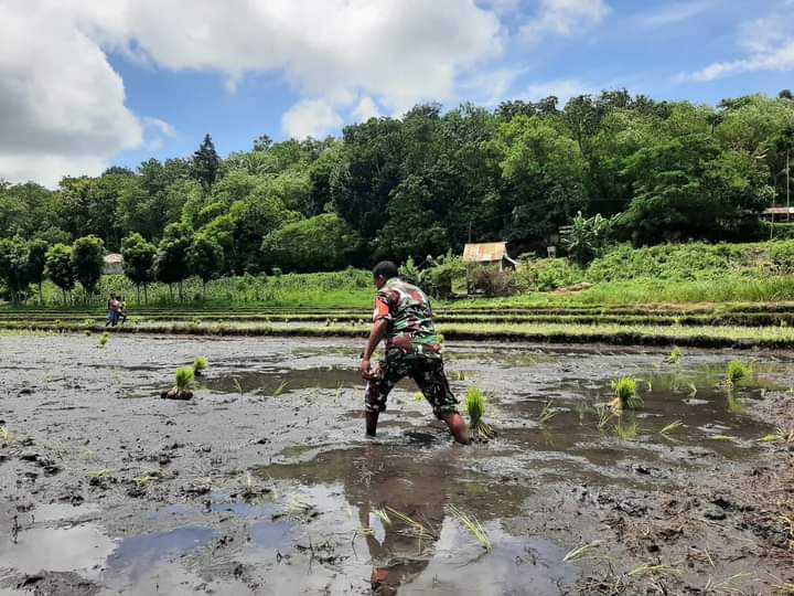 Dukung Program Swasembada Pangan, Babinsa Lewa Terjun Langsung Ke Sawah Bantu Petani Tanam Padi