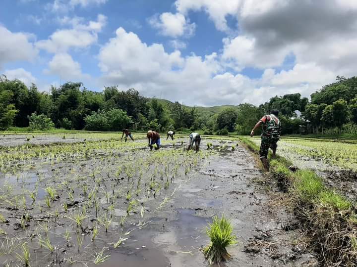 Dukung Program Swasembada Pangan, Babinsa Lewa Terjun Langsung Ke Sawah Bantu Petani Tanam Padi