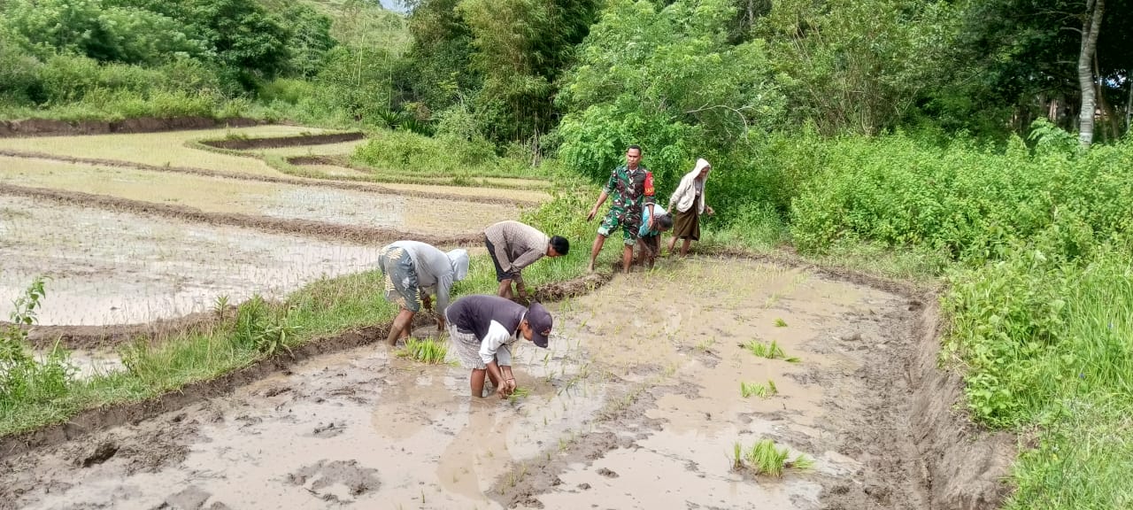 Babinsa Koramil 02/Rindi Umalulu Turun Ke Sawah Bantu Petani Menanam Bibit Padi