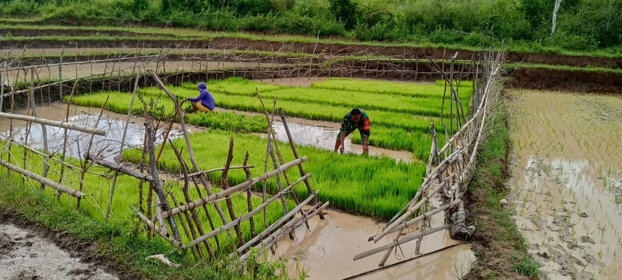 Babinsa Koramil 02/Rindi Umalulu Turun Ke Sawah Bantu Petani Menanam Bibit Padi