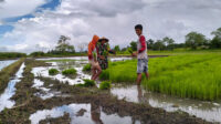 Penuh Semangat Babinsa Koramil 01/Lewa Bantu Petani Cabut Benih Padi