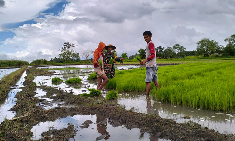 Penuh Semangat Babinsa Koramil 01/Lewa Bantu Petani Cabut Benih Padi Penuh Semangat Babinsa Koramil 01/Lewa Bantu Petani Cabut Benih Padi