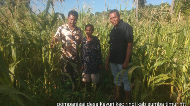 Babinsa Koramil 02/Rindi Umalulu Dampingi Petugas PPL dalam Survei Lokasi Persawahan dan Pertanian di Desa Kayuri
