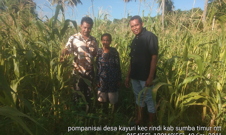 Babinsa Koramil 02/Rindi Umalulu Dampingi Petugas PPL dalam Survei Lokasi Persawahan dan Pertanian di Desa Kayuri Babinsa Koramil 02/Rindi Umalulu Dampingi Petugas PPL dalam Survei Lokasi Persawahan dan Pertanian di Desa Kayuri
