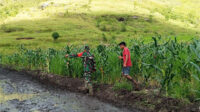 Dampingi Petani, Babinsa Rindi Umalulu Cek Pertumbuhan Tanaman Padi Dan Jagung