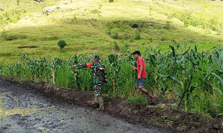 Dampingi Petani, Babinsa Rindi Umalulu Cek Pertumbuhan Tanaman Padi Dan Jagung