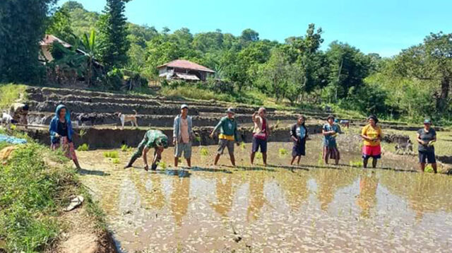 Babinsa Serda Ediyanto Turun ke Sawah, Bantu Petani Tanam Padi