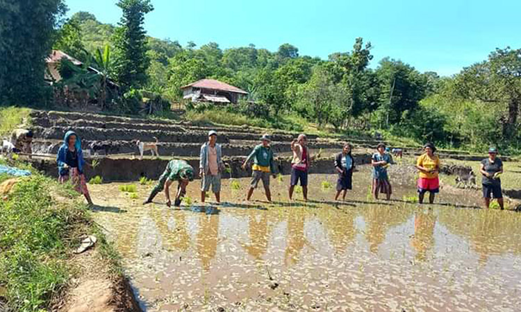 Babinsa Serda Ediyanto Turun ke Sawah, Bantu Petani Tanam Padi