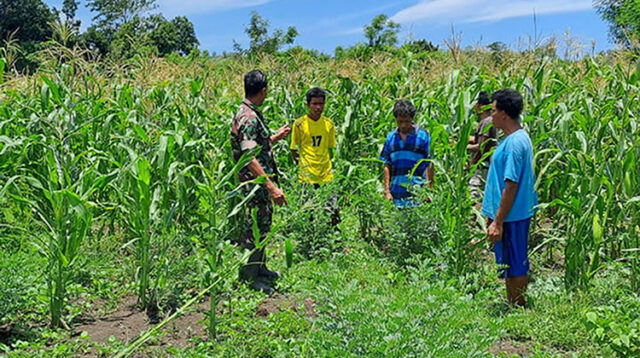 Dukung Penguatan Pangan Babinsa Koramil 06/Karera Dampingi Petani Jagung