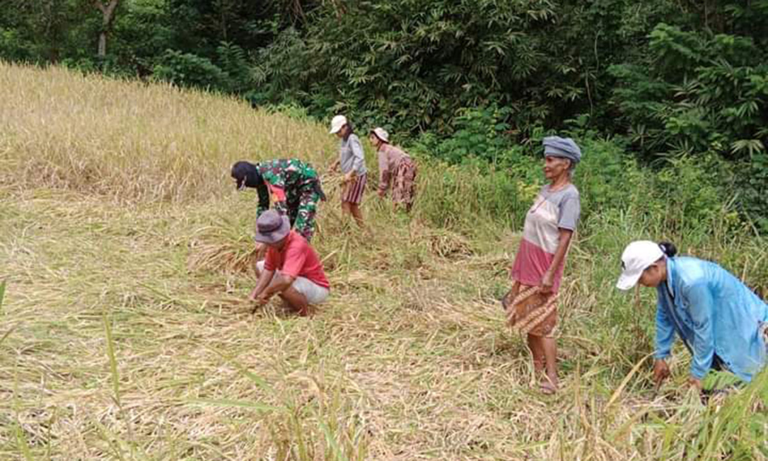 Wujudkan Ketahanan Pangan, Babinsa Koramil 04/Tabundung Bantu Petani Panen Padi