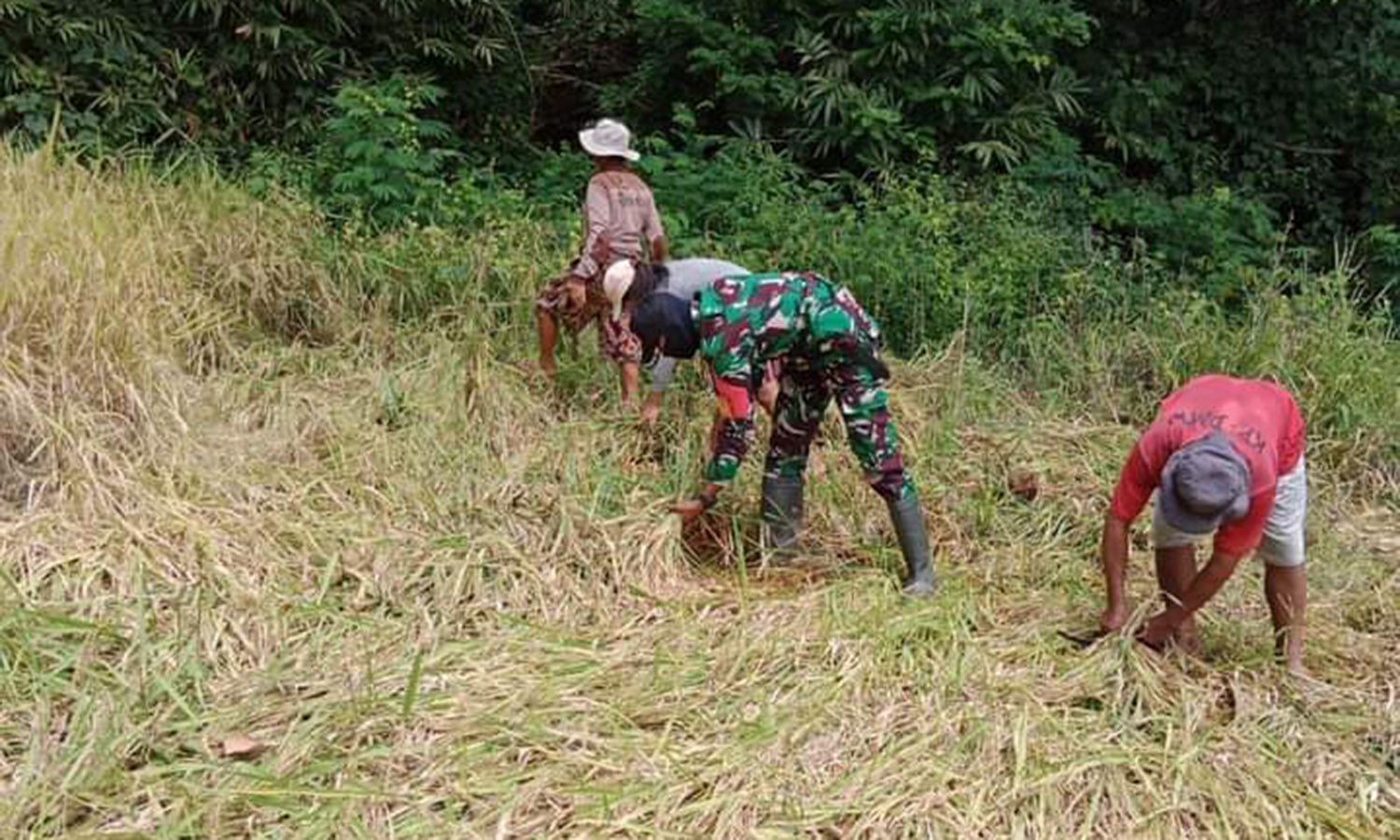 Wujudkan Ketahanan Pangan, Babinsa Koramil 04/Tabundung Bantu Petani Panen Padi