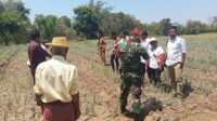 Babinsa 06/Karera Dan Staf Kecamatan Dampingi Panen Bawang Merah Warganya
