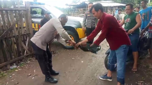 Polsek Bolo Grebek Judi Sabung Ayam, Para Pelaku Lari Kocar-Kacir