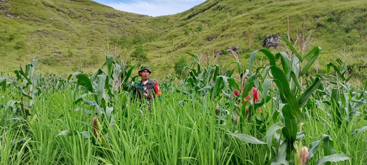 Dampingi Petani, Babinsa Rindi Umalulu Cek Pertumbuhan Tanaman Padi Dan Jagung