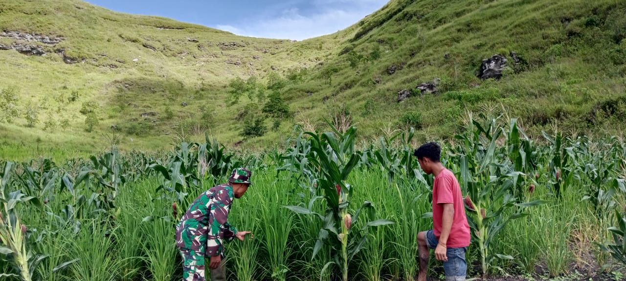 Dampingi Petani, Babinsa Rindi Umalulu Cek Pertumbuhan Tanaman Padi Dan Jagung