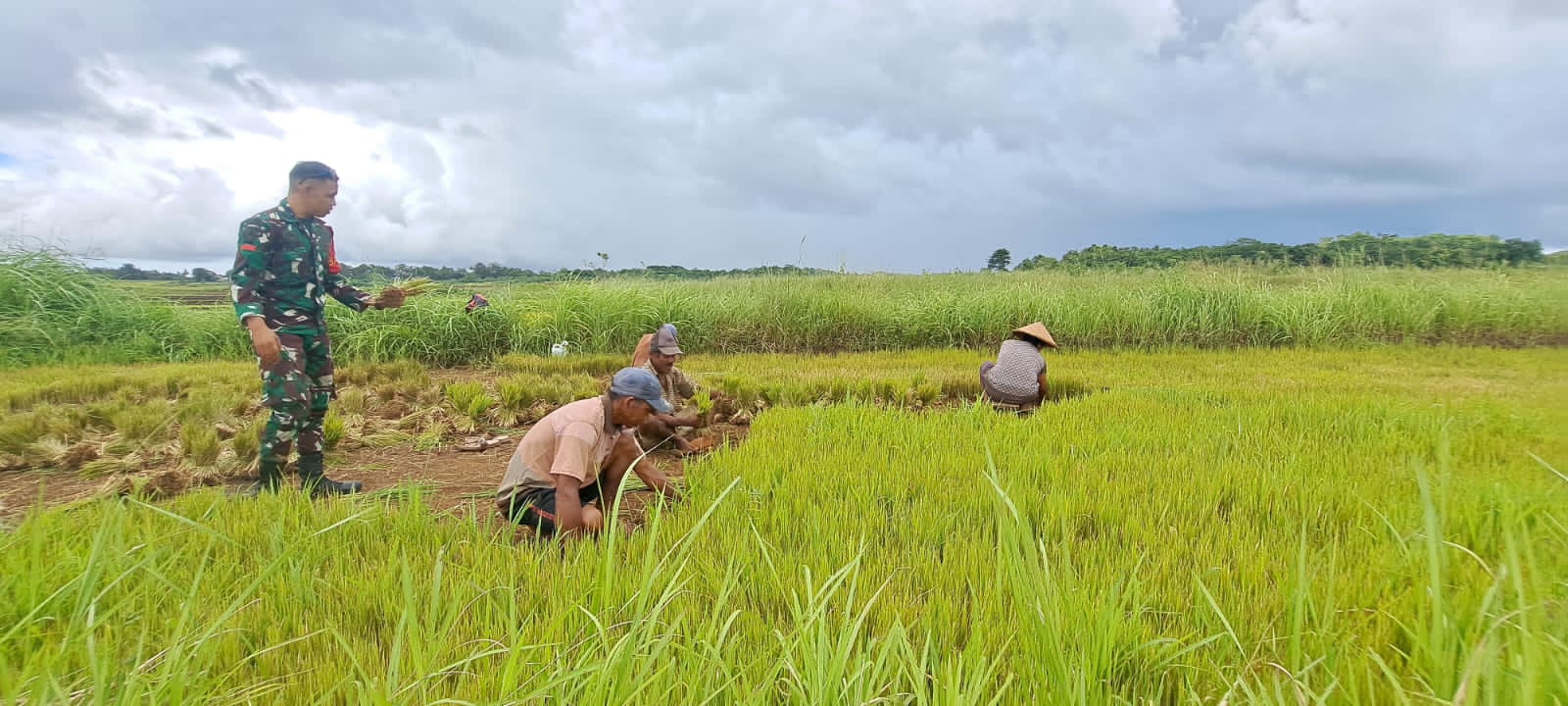 Babinsa Koramil 01/Lewa Bantu Petani Cabut Bibit Padi Siap Tanam