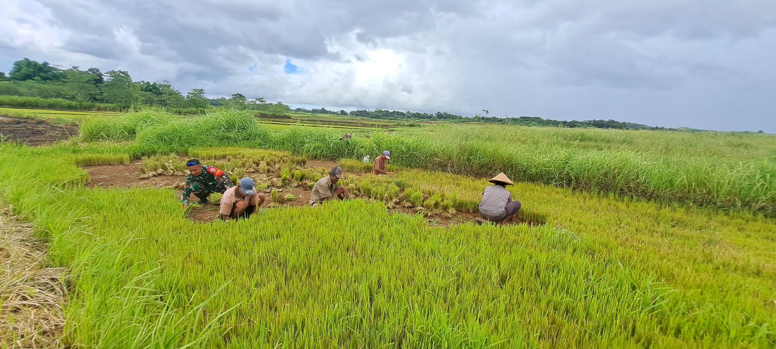 Babinsa Koramil 01/Lewa Bantu Petani Cabut Bibit Padi Siap Tanam