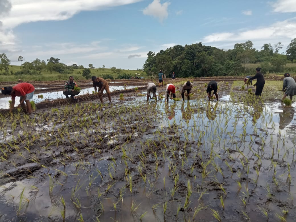Babinsa Lewa Bantu dan Semangati Petani Tanam Padi di Desa Bidipraimg